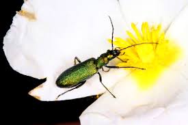 Attēlu rezultāti vaicājumam “Chrysanthia viridissima”