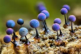 Attēlu rezultāti vaicājumam “Lamproderma arcyrioides macro”