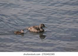 Attēlu rezultāti vaicājumam “Somateria mollissima juvenile”