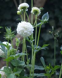 Image result for Dahlia `Snowflake`