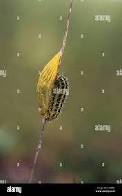 Attēlu rezultāti vaicājumam “Zygaena cocoon”