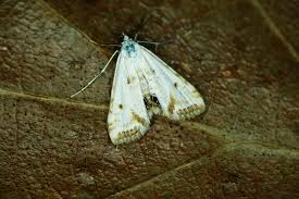 Attēlu rezultāti vaicājumam “Cataclysta lemnata”