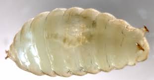 Attēlu rezultāti vaicājumam “Phytomyza ranunculi”