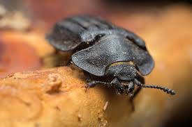 Attēlu rezultāti vaicājumam “Peltis grossa”