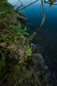 Attēlu rezultāti vaicājumam “Myosotis laxa subsp. baltica leaf”
