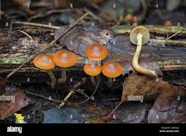 Attēlu rezultāti vaicājumam “Galerina marginata”