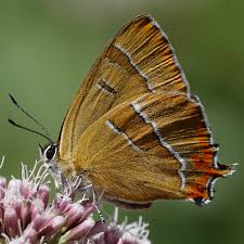 Attēlu rezultāti vaicājumam “Thecla betulae”