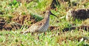 Image result for Numenius tenuirostris