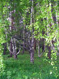 Attēlu rezultāti vaicājumam “Betula pendula var. carelica”