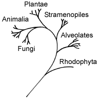 Attēlu rezultāti vaicājumam “Rhodophyta”