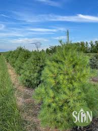 Attēlu rezultāti vaicājumam “Pinus strobus fruit”