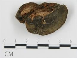 Attēlu rezultāti vaicājumam “Fomitopsis rosea”