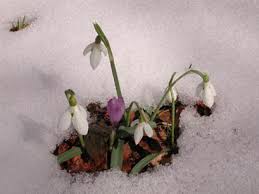 Attēlu rezultāti vaicājumam “Amarillidaceae”