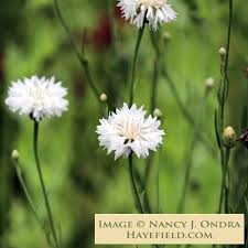 Image result for Centaurea cyanus