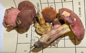 Attēlu rezultāti vaicājumam “Xerocomus rubellus”