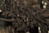 Attēlu rezultāti vaicājumam “Mollisia amenticola”