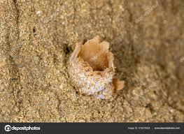 Attēlu rezultāti vaicājumam “Peziza ammophila”