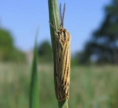 Attēlu rezultāti vaicājumam “Spiris striata”
