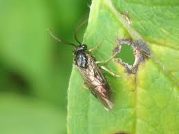 Attēlu rezultāti vaicājumam “Arge ustulata”