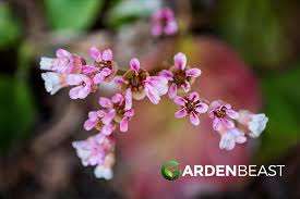 Attēlu rezultāti vaicājumam “Bergenia crassifolia flower”