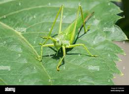 Attēlu rezultāti vaicājumam “Stethophyma grossum”