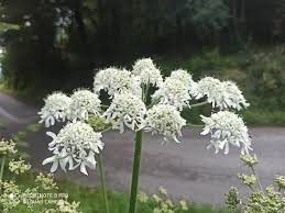Image result for Heracleum sphondylium