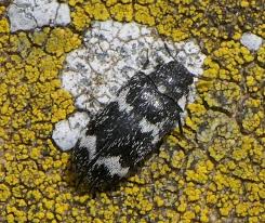 Attēlu rezultāti vaicājumam “Megatoma undata”