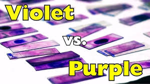 Image result for violet