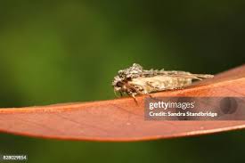 Attēlu rezultāti vaicājumam “Craniophora ligustri larva”