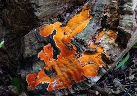 Attēlu rezultāti vaicājumam “Ceriporia”