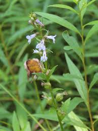 Attēlu rezultāti vaicājumam “Calystegia inflata flower”