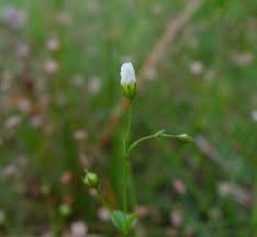 Attēlu rezultāti vaicājumam “Linum catharticum flower”