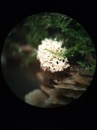 Attēlu rezultāti vaicājumam “Lycogala irregulare macro”