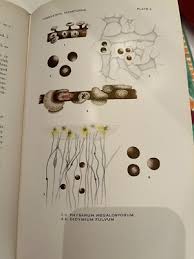 Attēlu rezultāti vaicājumam “Didymium megalosporum spores”