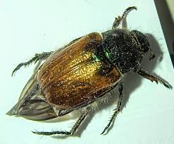 Attēlu rezultāti vaicājumam “Phyllopertha horticola”