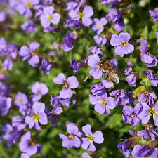 Attēlu rezultāti vaicājumam “Aubrieta deltoidea”