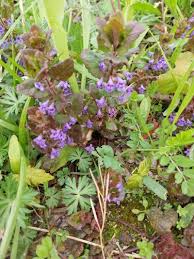 Image result for Glechoma hederacea