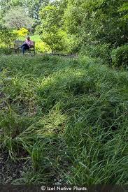 Attēlu rezultāti vaicājumam “Carex x bakkeriana”