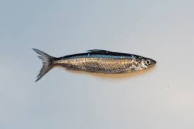 Image result for Coregonus albula