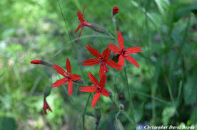 Attēlu rezultāti vaicājumam “Silene borysthenica flower”