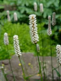 Attēlu rezultāti vaicājumam “Bistorta major flower”