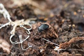 Attēlu rezultāti vaicājumam “Phosphuga atrata”