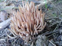 Attēlu rezultāti vaicājumam “Clavaria fumosa”