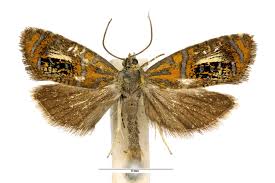 Attēlu rezultāti vaicājumam “Olethreutes arcuella”