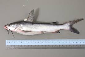 Image result for Ariopsis felis