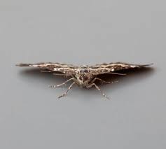 Attēlu rezultāti vaicājumam “Epirrhoe tristata imago”