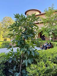 Attēlu rezultāti vaicājumam “Chionanthus virginicus leaf”