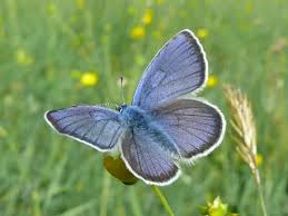 Attēlu rezultāti vaicājumam “Cyaniris semiargus male”