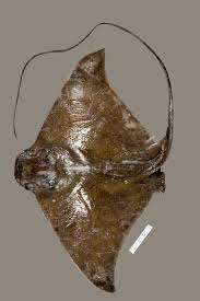 Image result for Myliobatis freminvillei