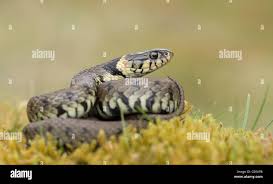 Attēlu rezultāti vaicājumam “Natrix natrix adult”